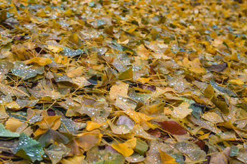Colorful ginkgo biloba autumnal fallen leaves