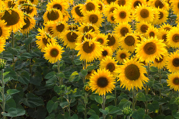 Fototapeta premium Field of sunflowers. Composition of nature.