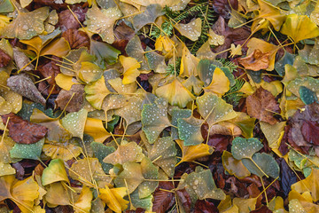 Ginkgo biloba autumnal colorful fallen leaves