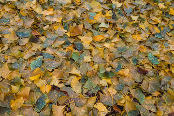 Ginkgo bilova colorful fallen leaves in autumn