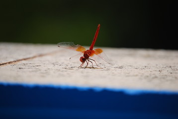 Red Dragonfly, Red-Veined Darter