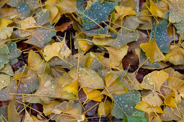 Ginkgo biloba autumnal fallen leaves background