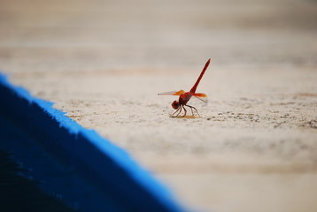 Red Dragonfly, Red-Veined Darter