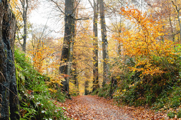 A path in autumnal Sonian Forest
