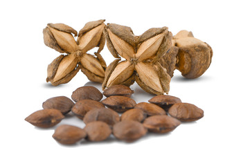 Sacha inchi peanut seed isolate on white background