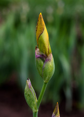 beautiful flowers in nature in the botanical garden