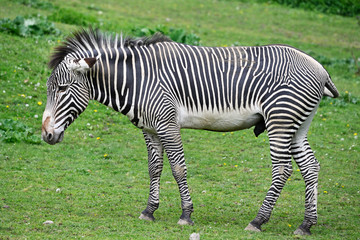 Fototapeta na wymiar Walking zebra on green lawn.
