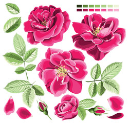 A set of bright pink wild rose