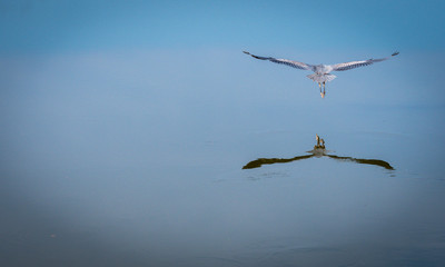 Obraz premium Blue Heron in Flight