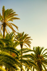 Fototapeta na wymiar Tall Palm Trees at Sunrise With Copy Space
