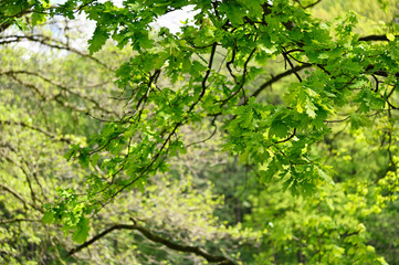 Fresh green oak leaves outside by the forest.