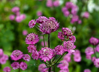 beautiful flowers in nature in the botanical garden