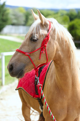 Beautiful horse head closeup with reins during training