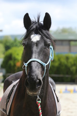 Beautiful horse head closeup with reins during training