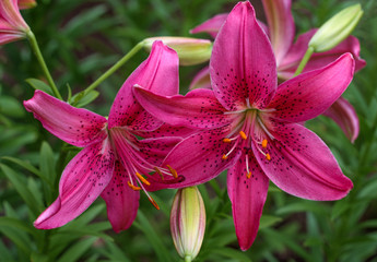 beautiful flowers in nature in the botanical garden
