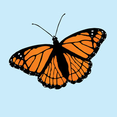 Print  A vector illustration of a viceroy butterfly slightly slanted on a blue background