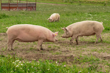 Large pigs rooting in a green summer field