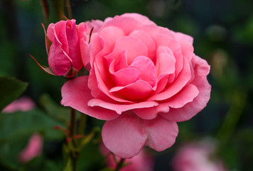 beautiful flowers in nature in the botanical garden