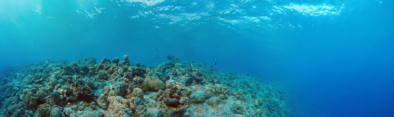 Naklejka na ściany i meble Underwater Panorama of Tropical Reef
