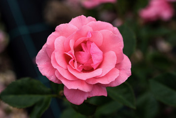 beautiful flowers in nature in the botanical garden