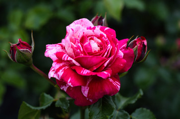 beautiful flowers in nature in the botanical garden