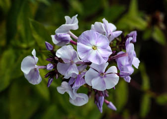 beautiful flowers in nature in the botanical garden