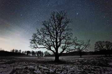 Fototapeta na wymiar Large oak tree in the background of the starry sky. Long exposure