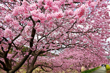 Beautiful view of Kawazu Sakura (Pink Cherry Blossom) tunnel in Minami Izu town, Shizuoka, Japan
