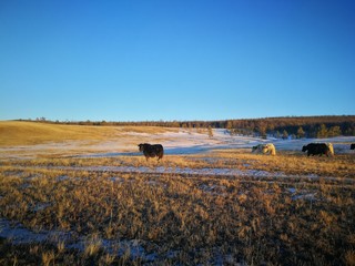 herd of cows on the field in winter/autumn