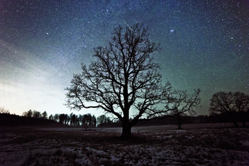 Fototapeta na wymiar Large oak tree in the background of the starry sky. Long exposure