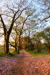 桜　花　花びらの絨毯