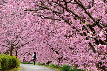 Beautiful view of Kawazu Sakura (Pink Cherry Blossom) tunnel in Minami Izu town, Shizuoka, Japan - obrazy, fototapety, plakaty