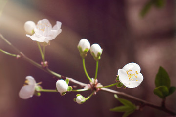 Fototapeta premium Spring Natural background with delicate cherry flowers with sunlights. White flowers. Natural Instincts. Proximity to nature