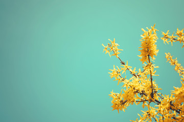 Yellow blooming Forsythia flowers on the blue sky background. A branch with bright yellow flowers in spring close up. Golden Bell, Forsythia x intermedia, europaea beautiful flower