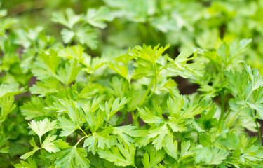 Fototapeta na wymiar parsley close-up growing in the garden, parsley