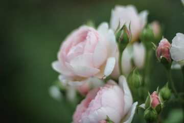 pink rose in the garden