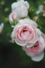 pink rose in garden