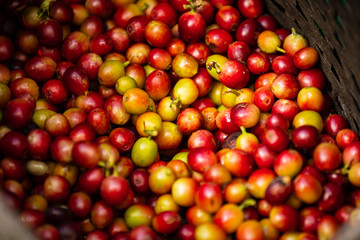 raw coffee beans in the basket farmer