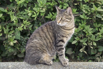 Fototapeta na wymiar cat in garden エジプト座りの三毛猫