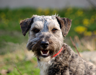 Cute dog playing outdoor.