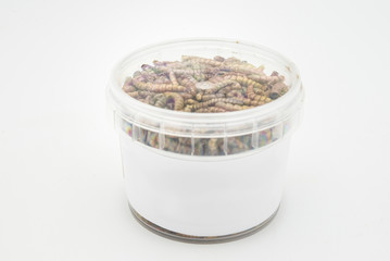 mealworms  crustaceans tenebrio molitor isolated