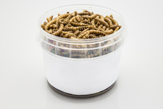 mealworms  crustaceans tenebrio molitor isolated