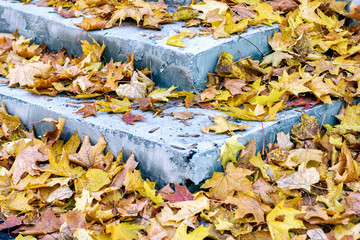 Dry leaf on ground. Gray leafs cover surface of ground is beauty pattern background in garden forest. The leave tree falling on autumn on summer. Beautiful nature color from green to red or orange