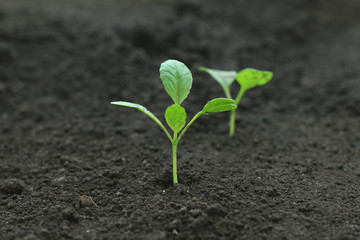 野菜の苗　小松菜