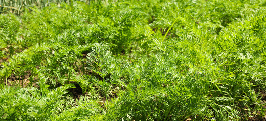 Green carrot tops as background, space for text
