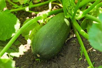 Green zucchini plant and fruit, close up