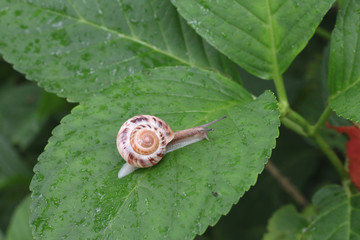 栃木県矢板市沢　沢観音寺　カタツムリとアジサイ