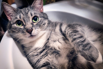 Domestic cat lying in the sink. The cat lies belly up. Pet in the bathroom.