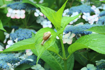栃木県矢板市沢　沢観音寺　カタツムリとアジサイ