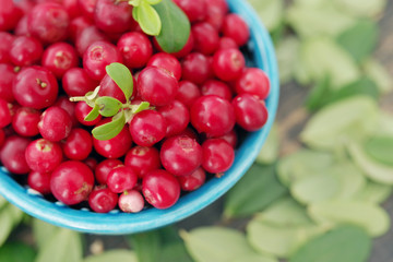 Fresh juicy cowberry in a blue bowl on a wooden surface, soft focus